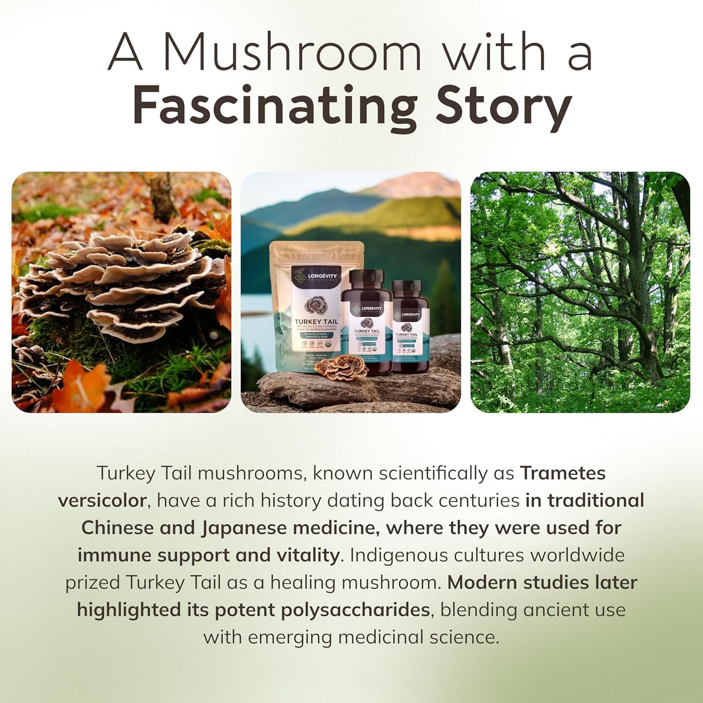Organic Turkey Tail Mushroom Capsules - Ultra Concentrated Turkey Tail Mushroom Supplement - Promotes a Balanced Immune and Digestive System - 100% Fruiting Body - 120 Count -